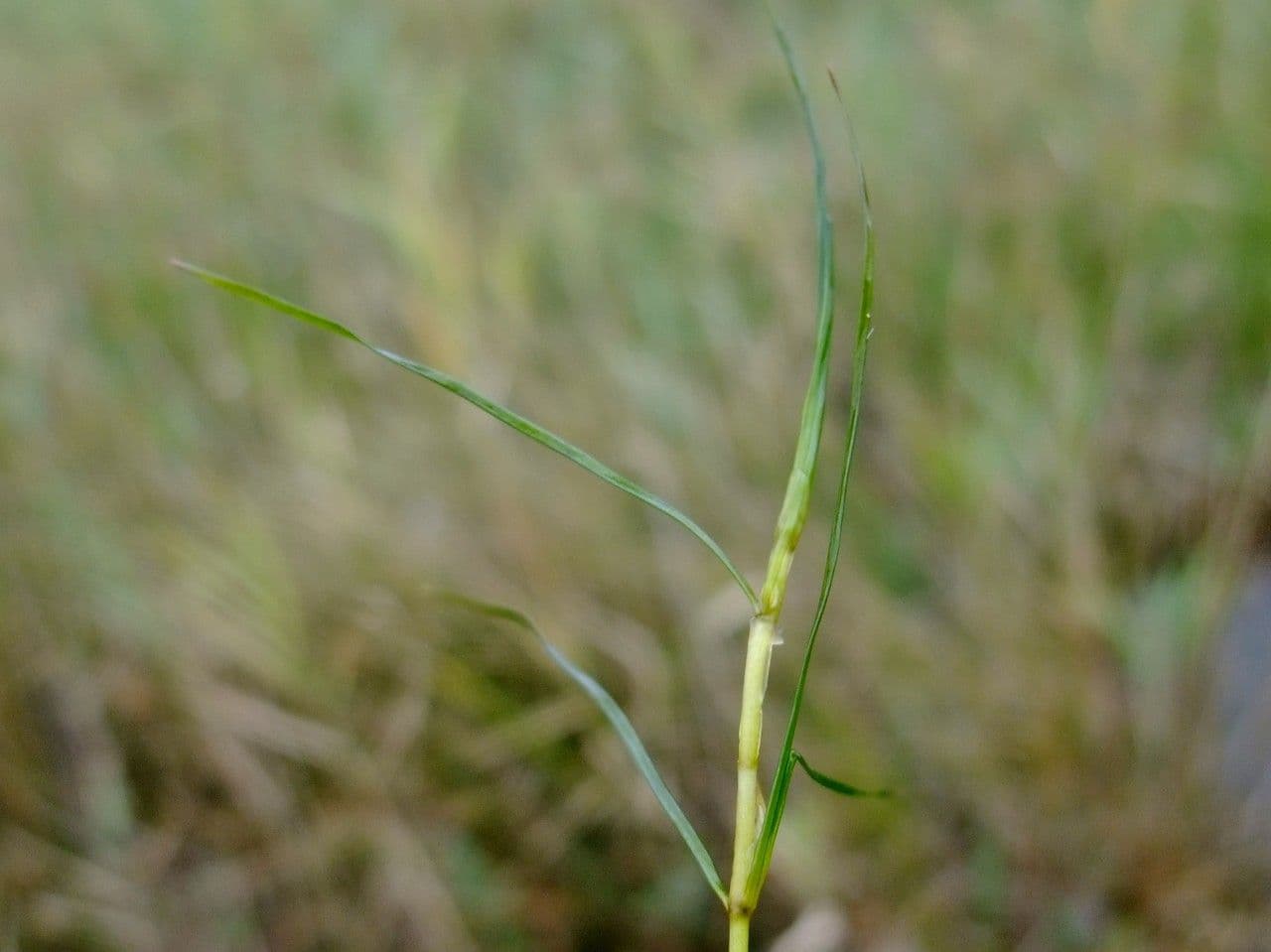 Zanichellia palustre 25
