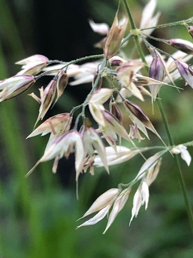 Bambagiona 6