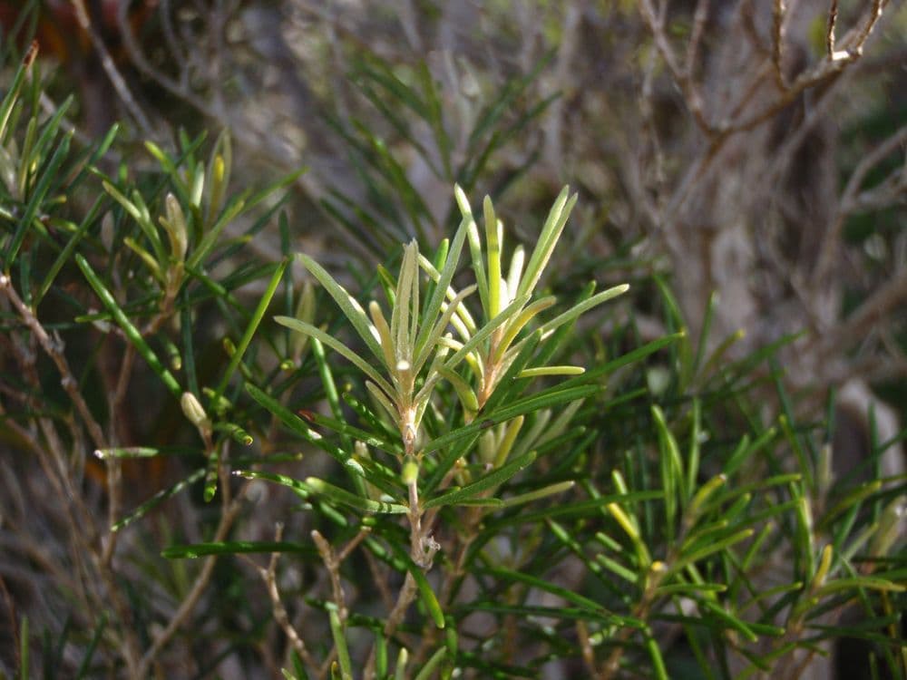 Myrtovník 9