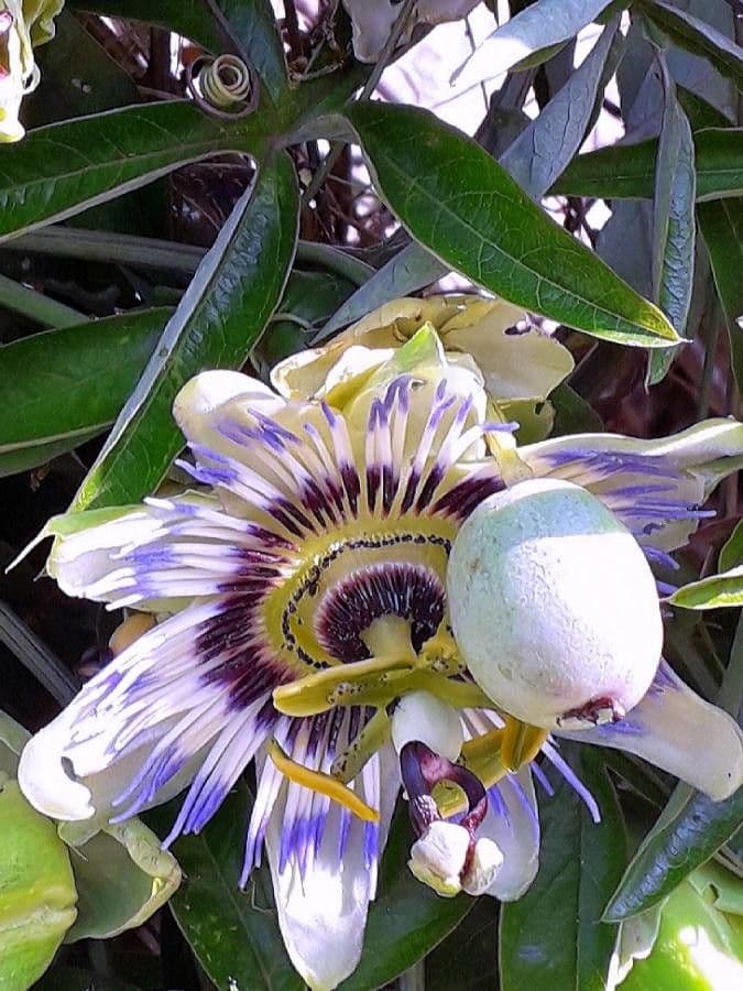 Passiflora azzurra 8