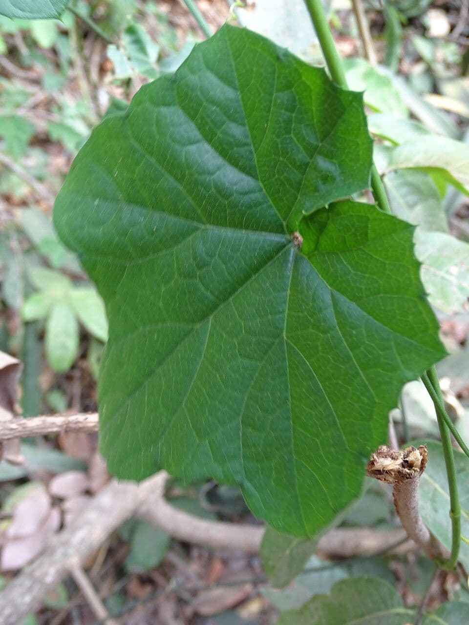 Cayaponia 4