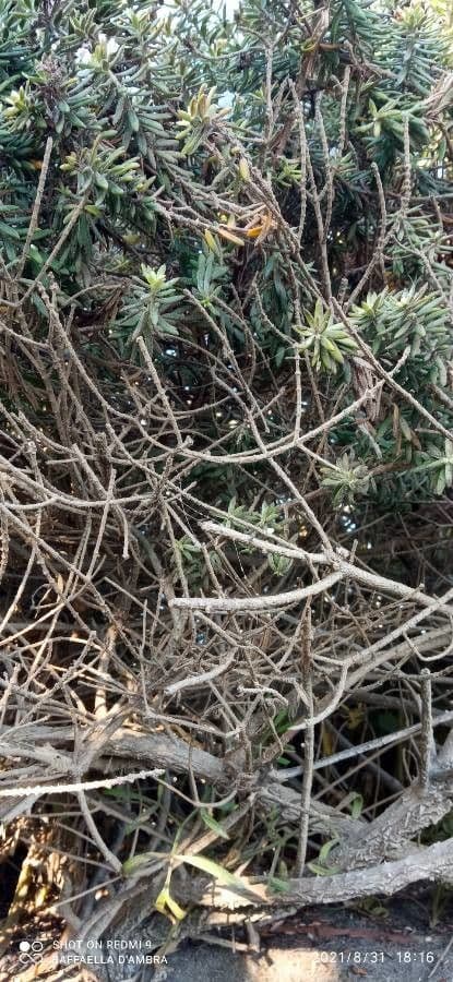 Westringia arbustiva 22