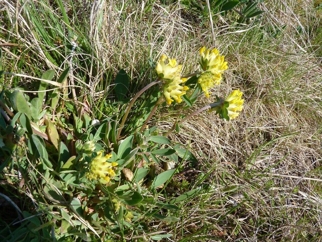 Vulneraria 29