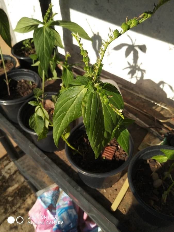 Spigelia 20