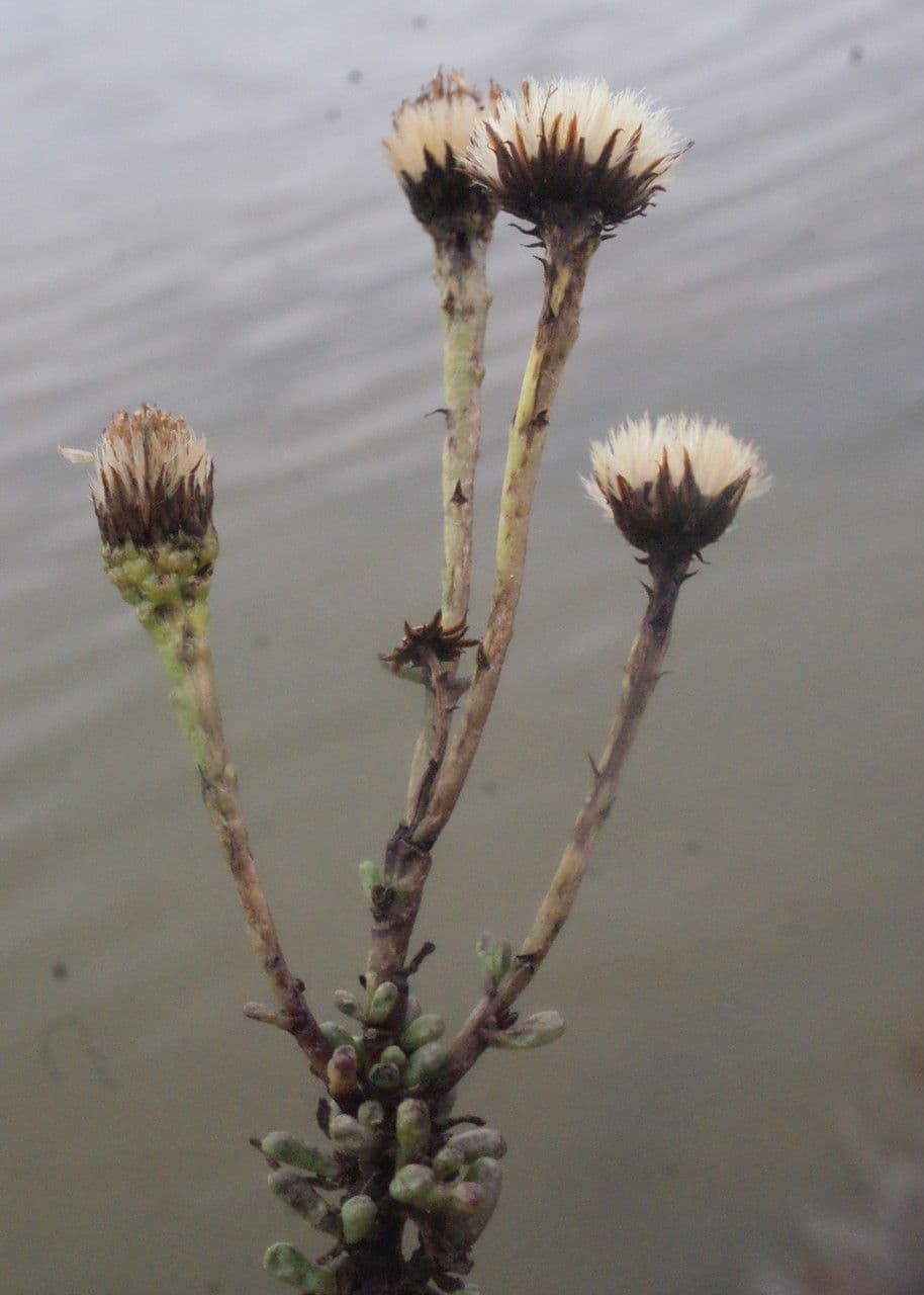 Limbarda crithmoides 3