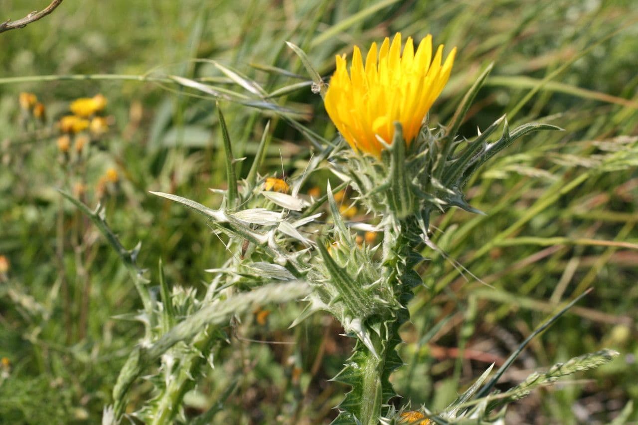 Cardo dorato 24