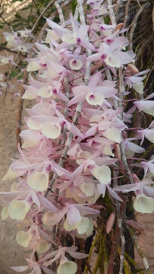 Dendrobium apillo 5