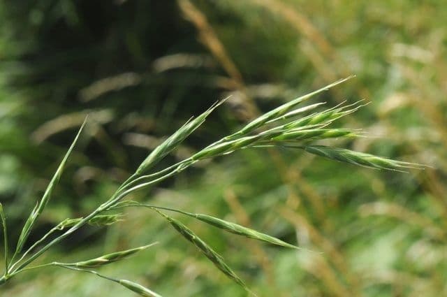 Bromus 4