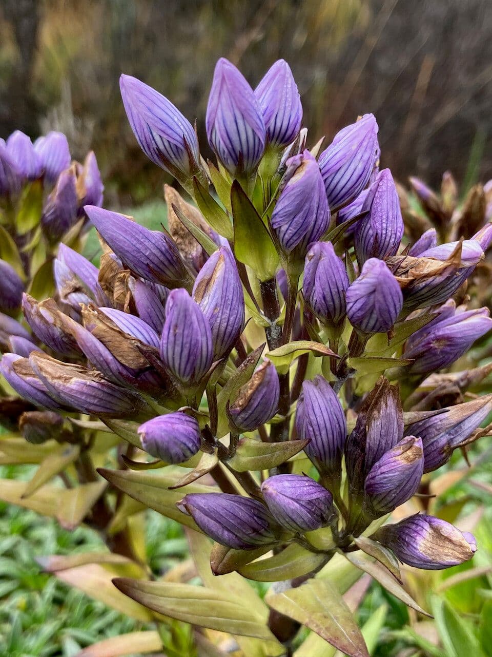 Genzianella