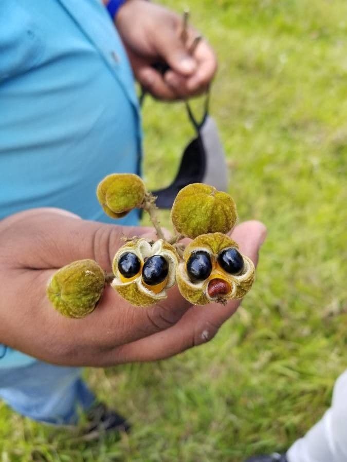 Cupania americká 4