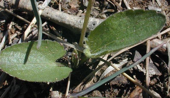 Viola sagittata 16