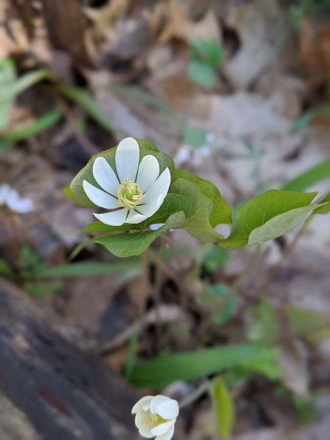 Jeffersonia diphylla 6