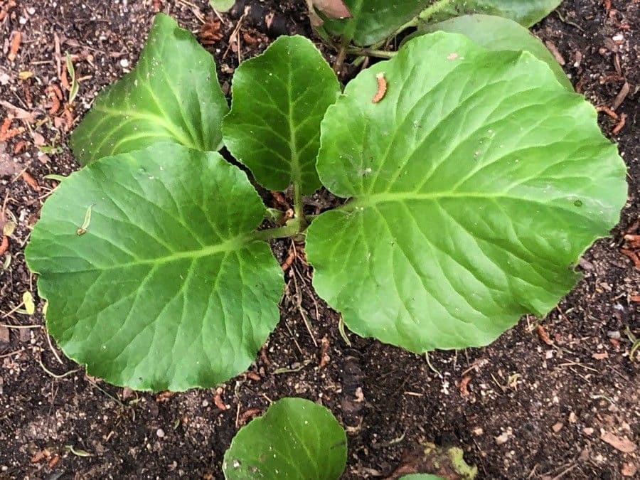 Bergenia purpurowa 4
