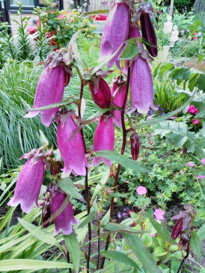 Campanula puntata 4