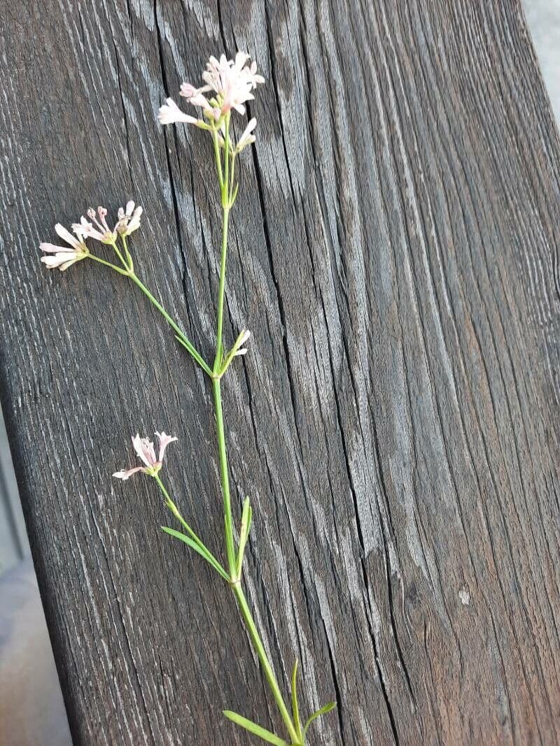Asperula aristata 17
