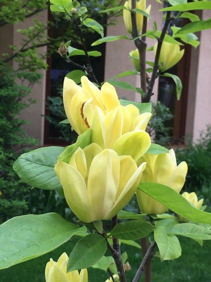Magnolia acuminata 7