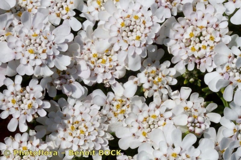 Iberis procumbens 23