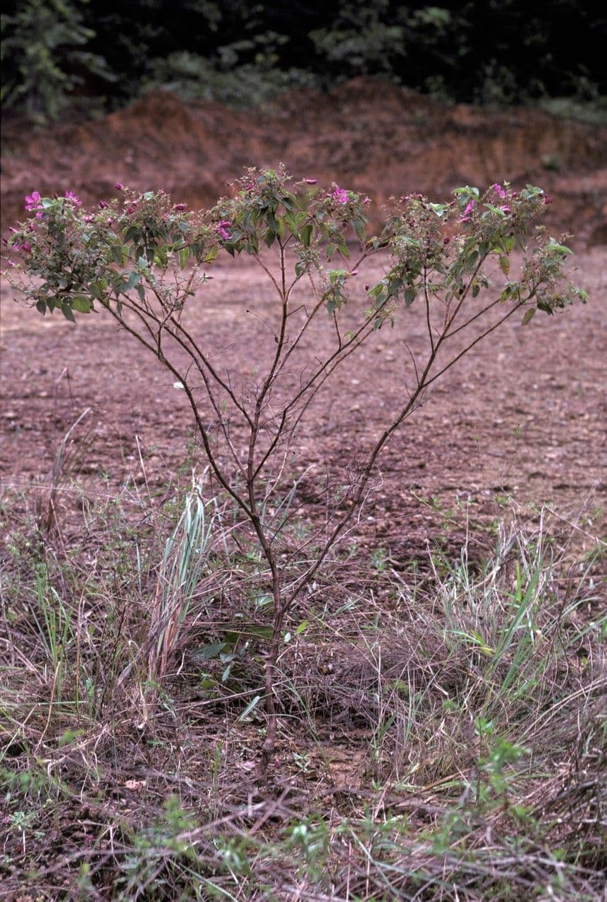 Rhynchanthera grandiflora 6