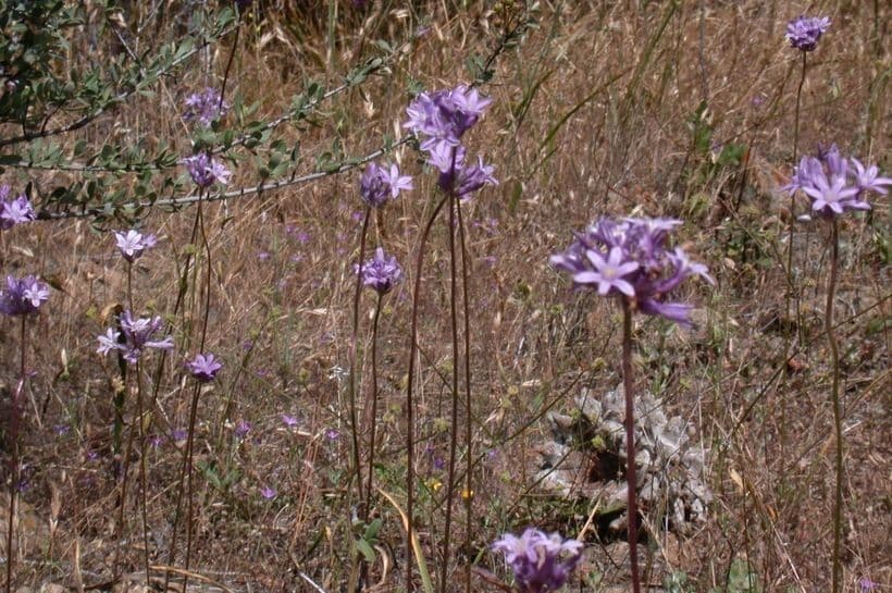 Dichelostemma congestum 8
