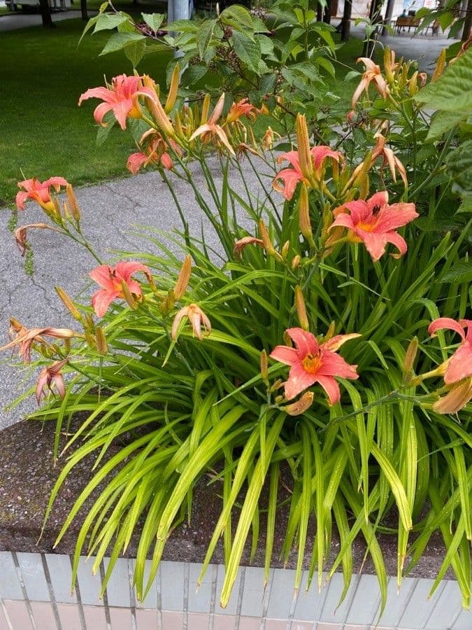 Emerocallide fulva 12