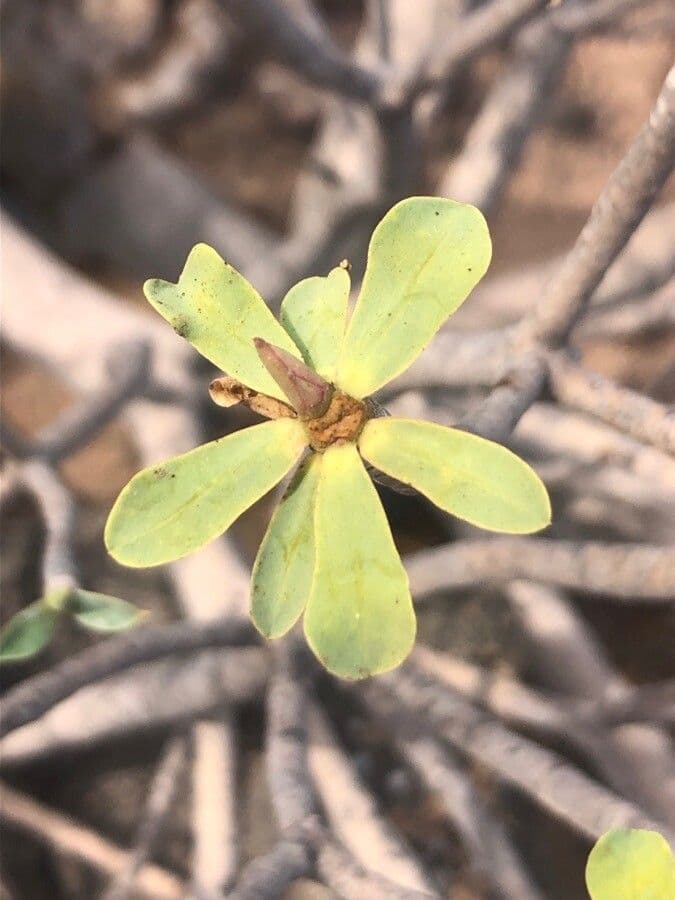 Balsam-Wolfsmilch 17