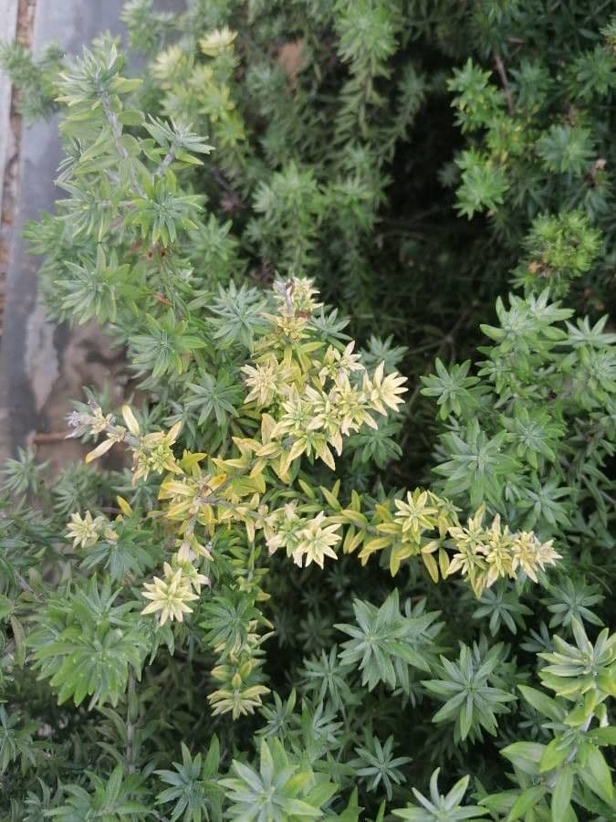 Westringia arbustiva 26