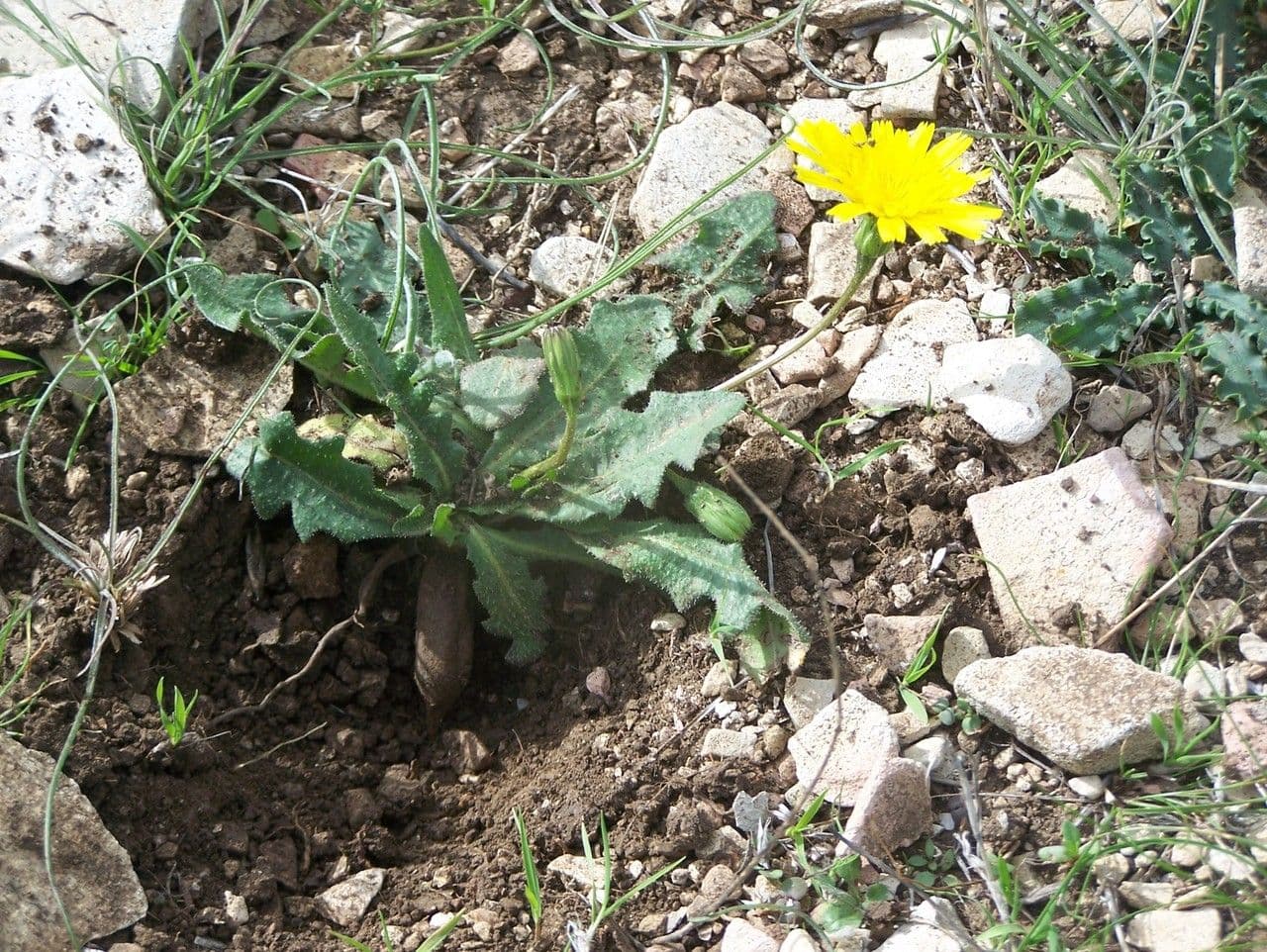 Leontodon tuberoso 11