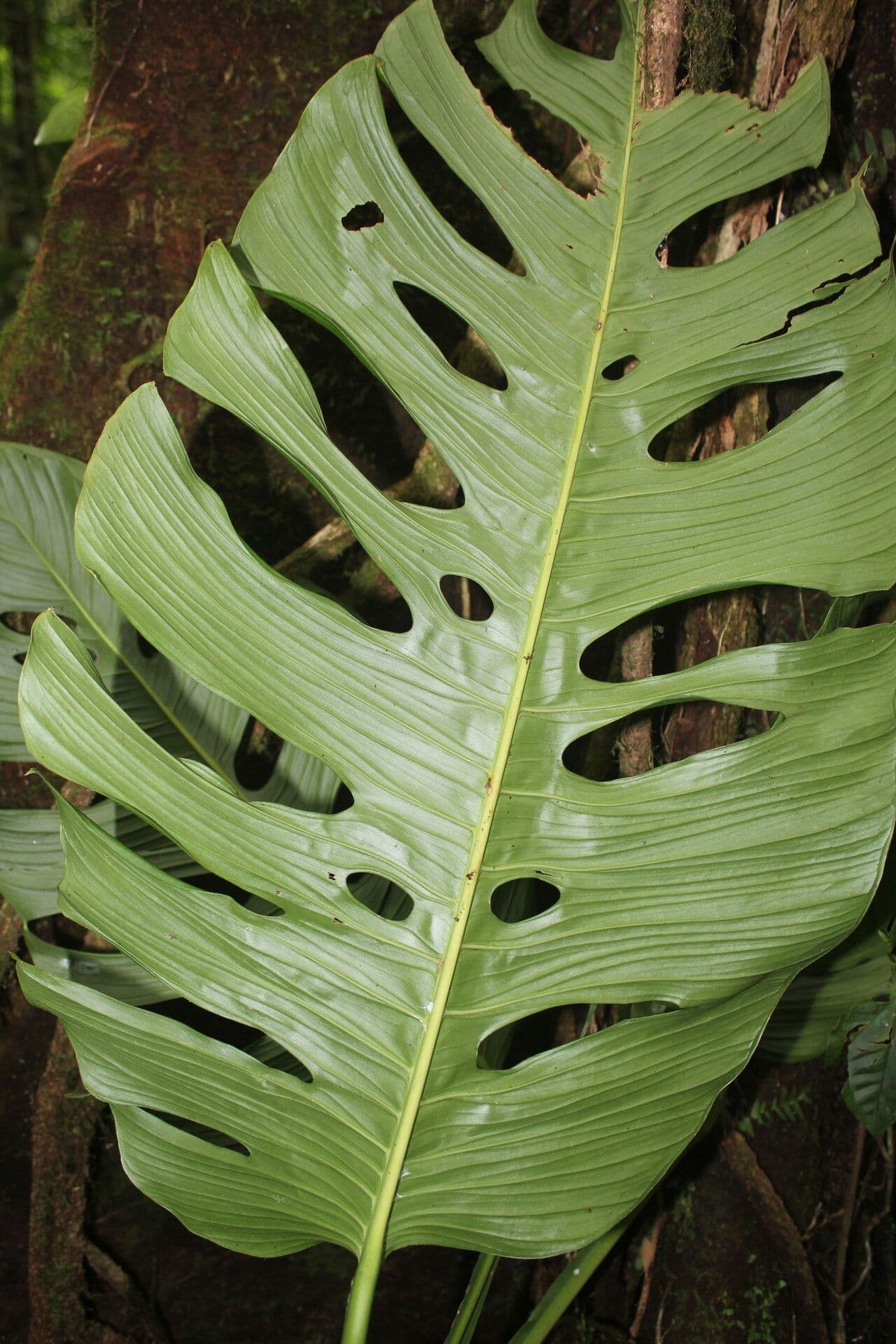 Berg-Monstera 7