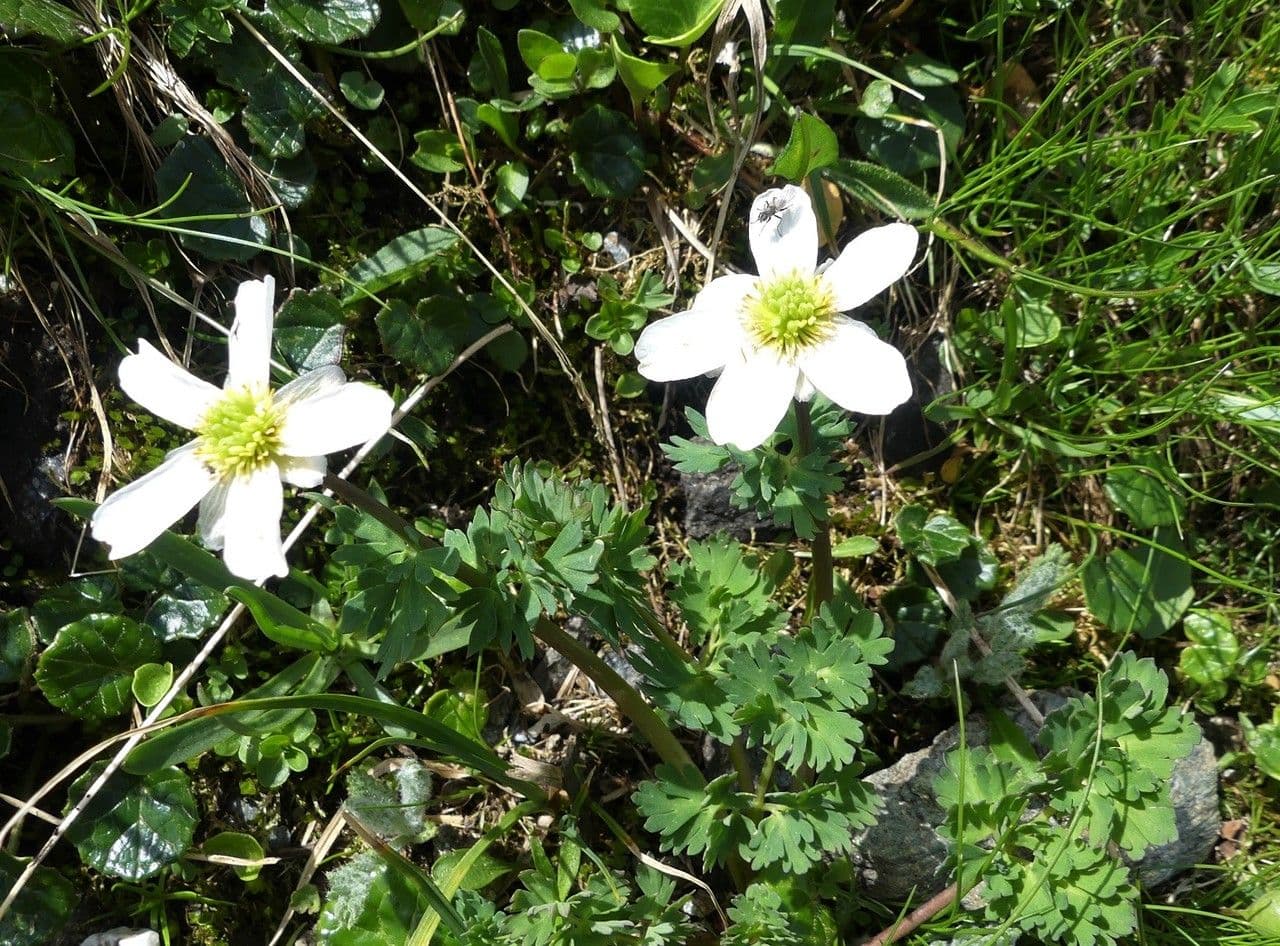 Callianthemum coriandrifolium 2