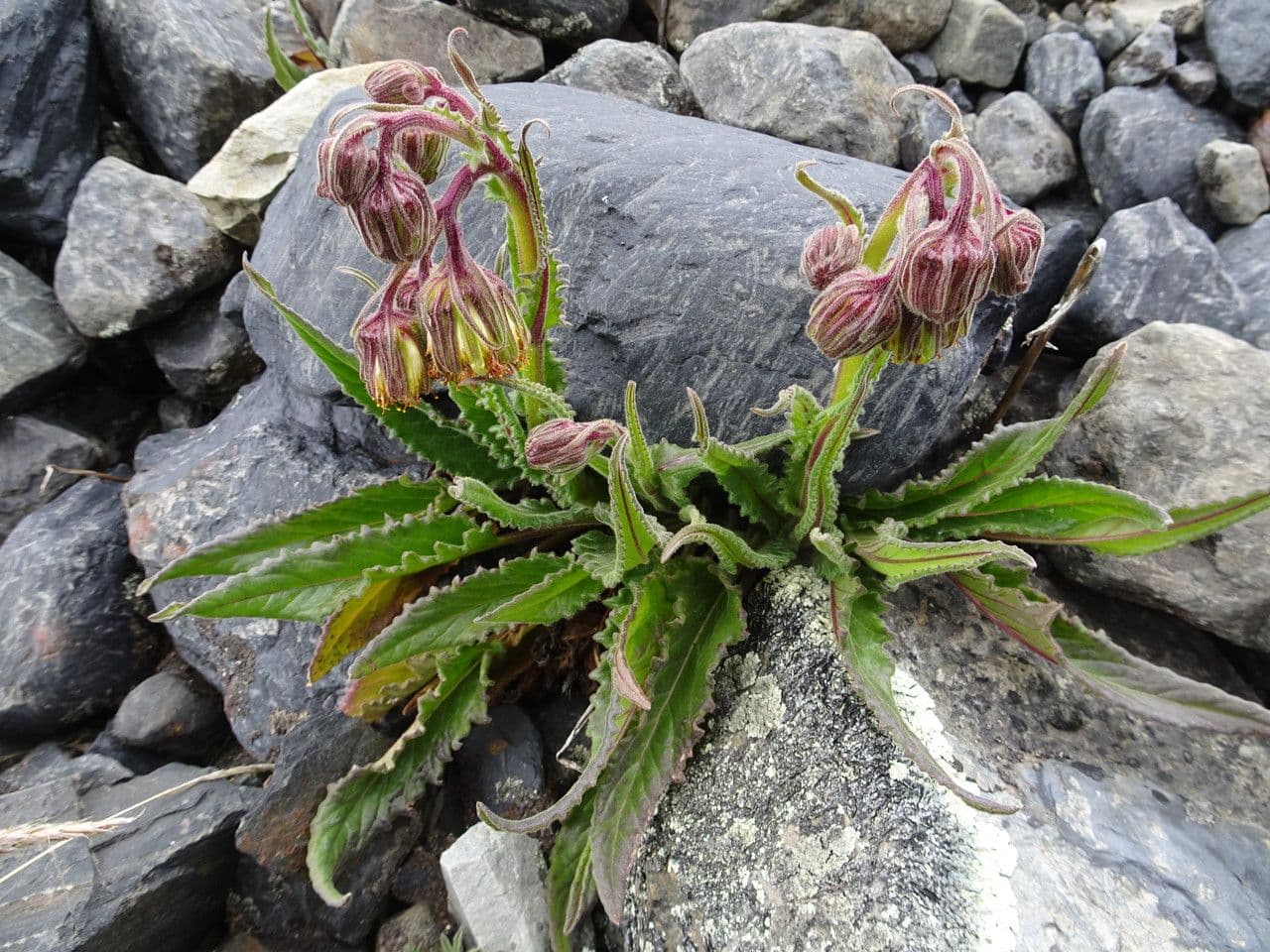 Senecione 6