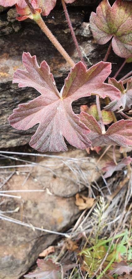 Pelargonium 18