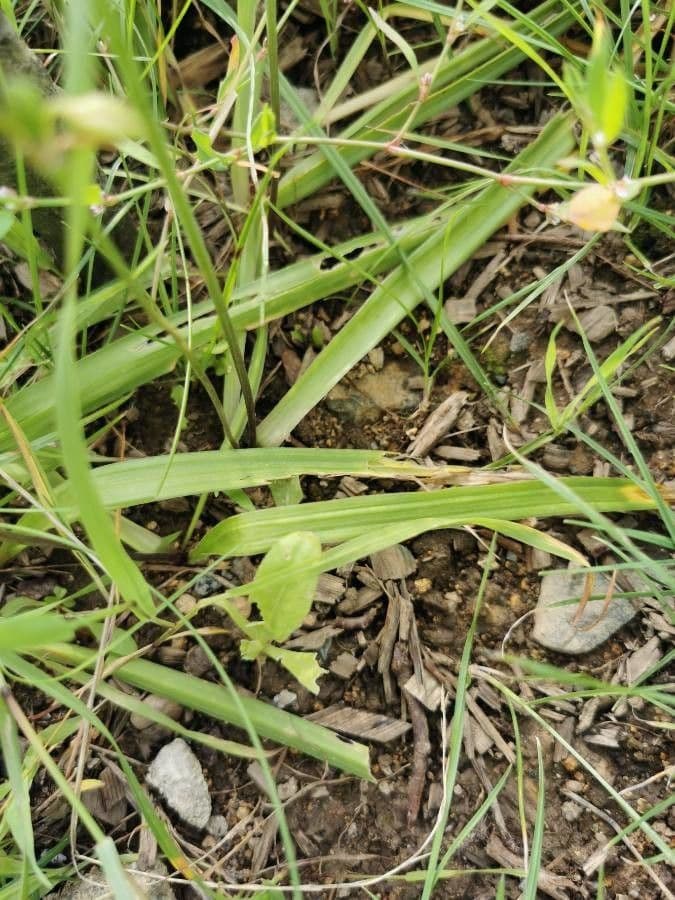 Triteleia laxa 16