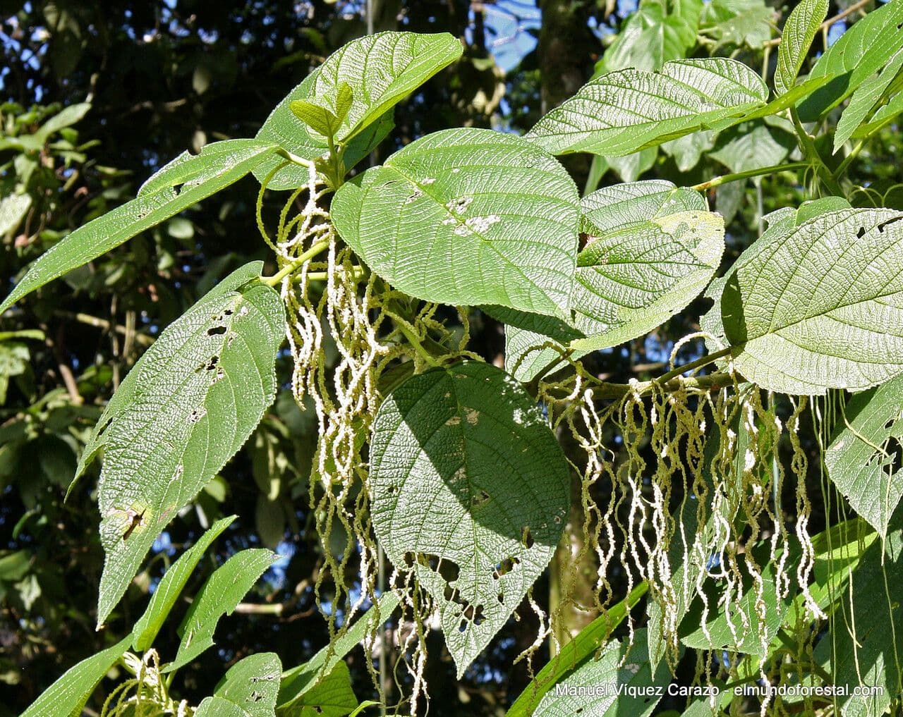 Myriocarpa longipes 3