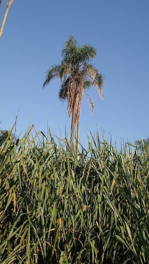 Palma di Giriba 18