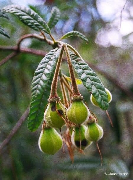 Dubouzetia 2