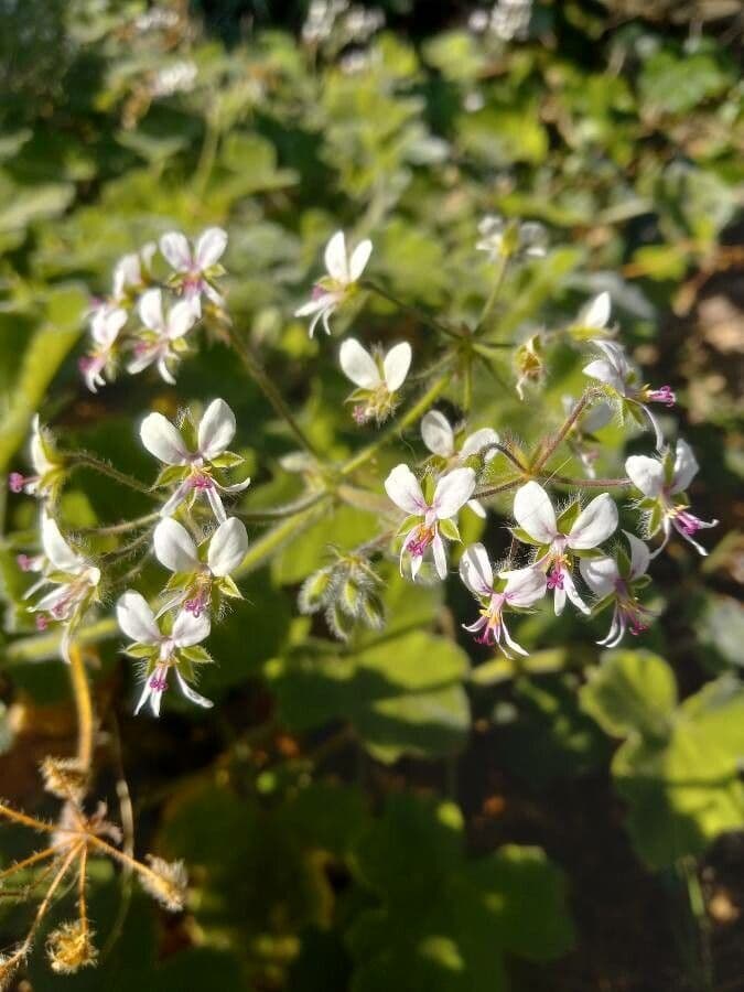 Géranium mentholé