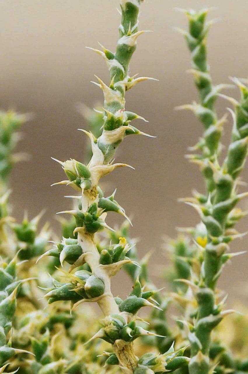 Cornulaca