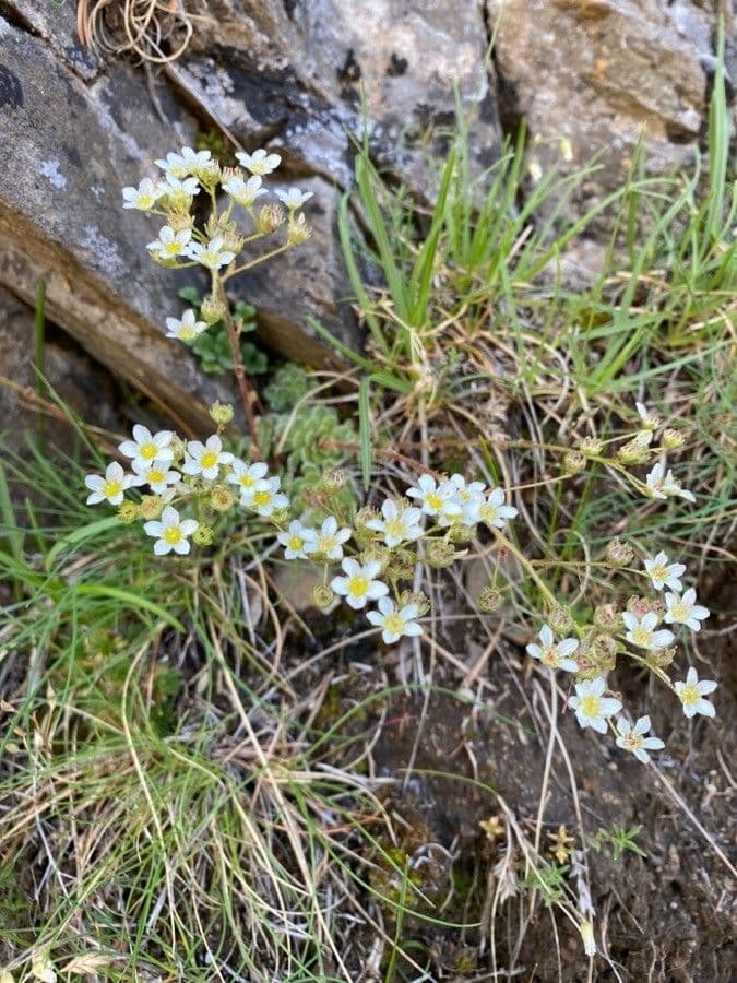 Saxifrage paniculée 15