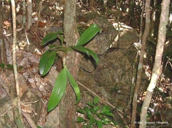 Dendrobium 13