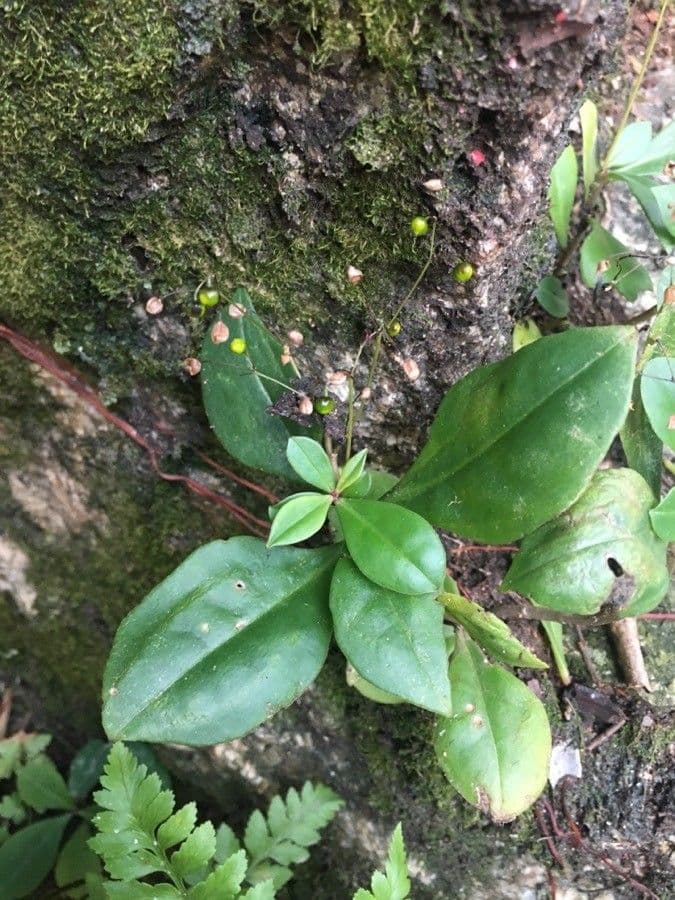Talinum paniculatum