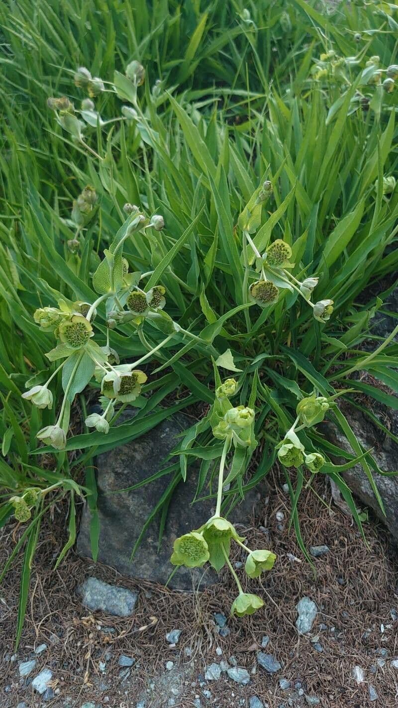 Bupleurum angulosum 9
