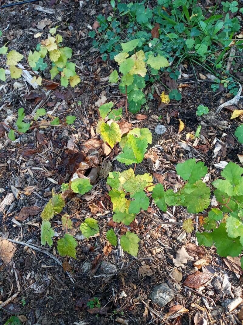 Vite rotondifolia 15