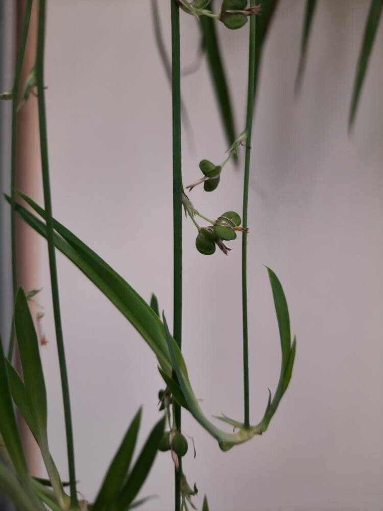 Chlorophytum