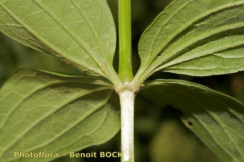 Przytulia rubioides 12