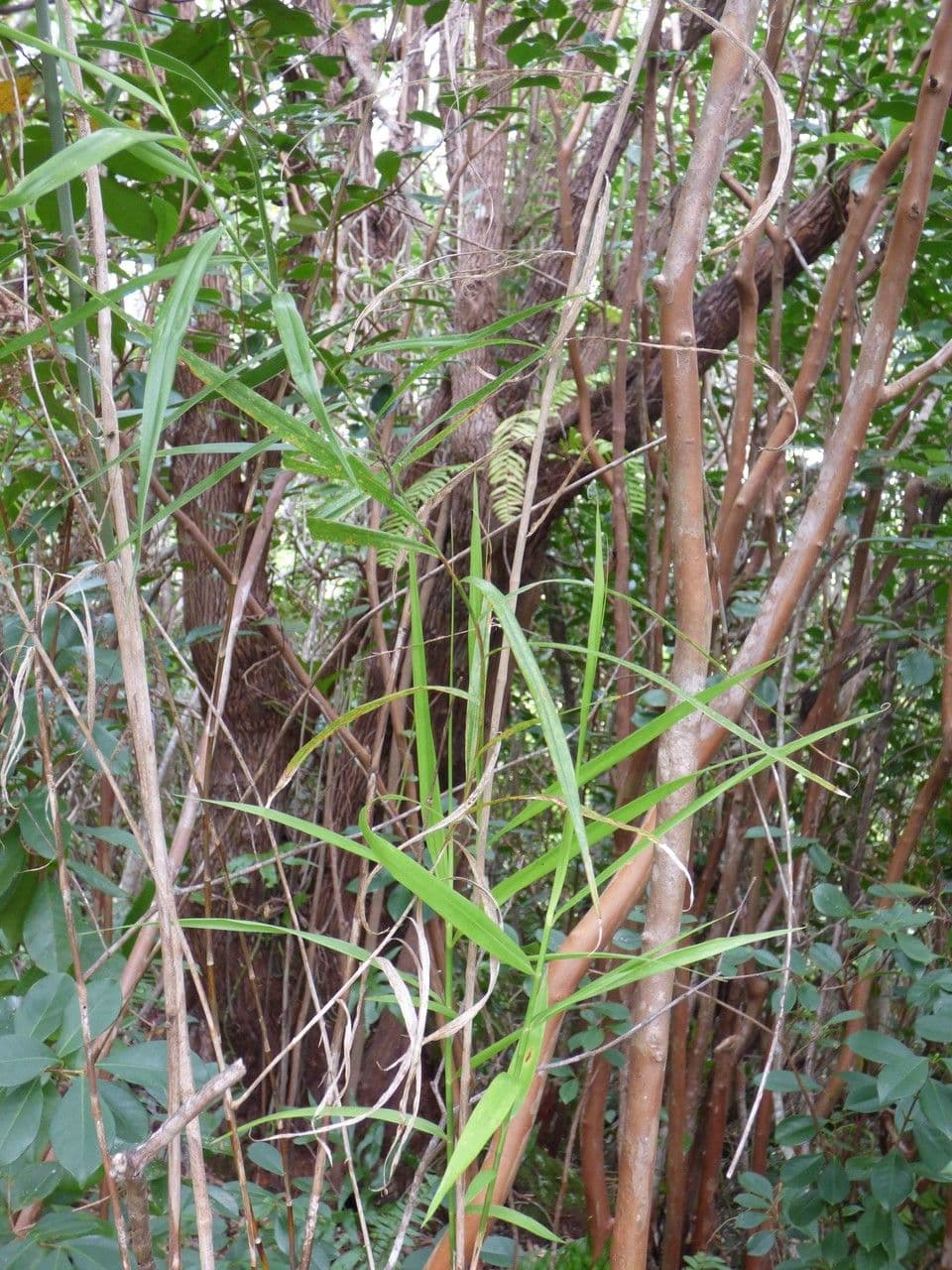 Flagellaria indická 6