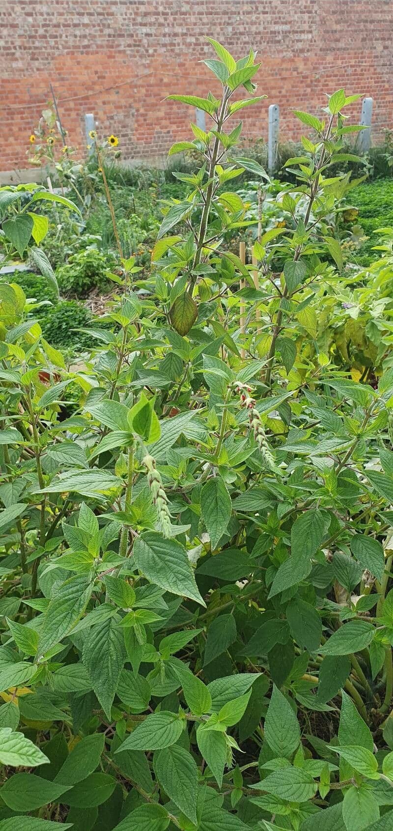 Salvia ananas 7