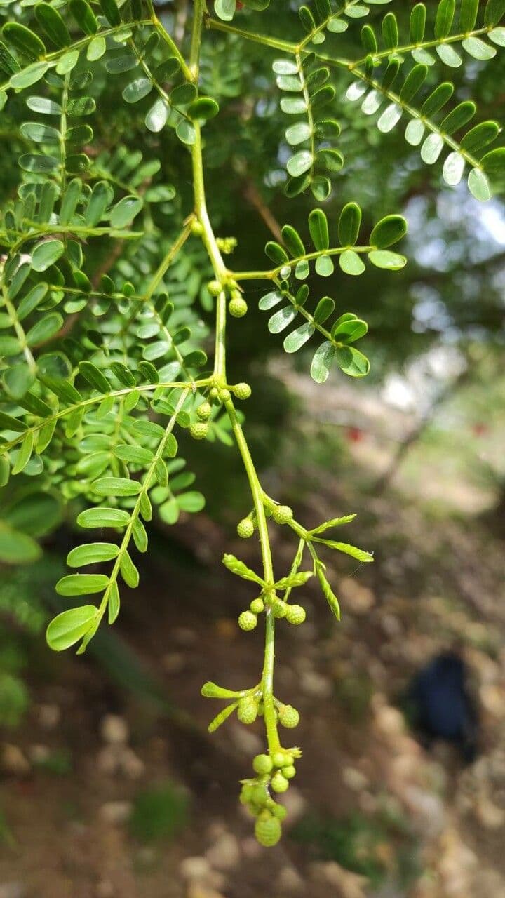 Acacia 11