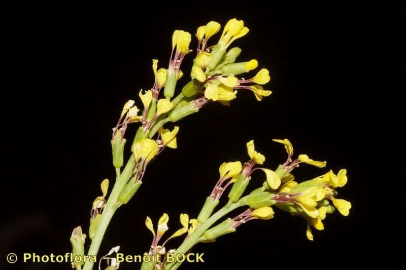 Falsa ginestra 22
