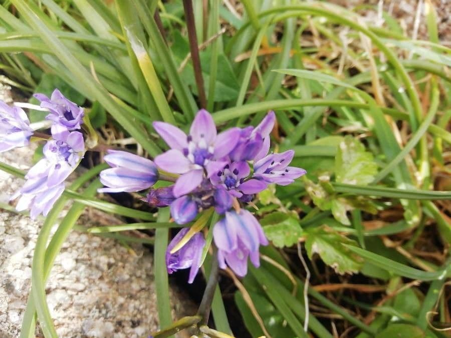 Scilla vernale