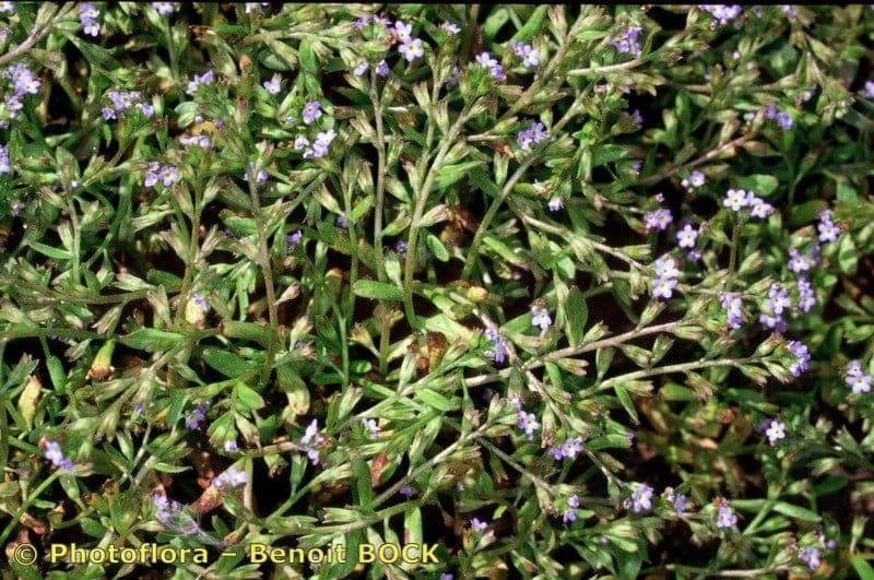 Miosotide siciliana 9